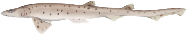 Pale Spotted Catshark - Marinewise
