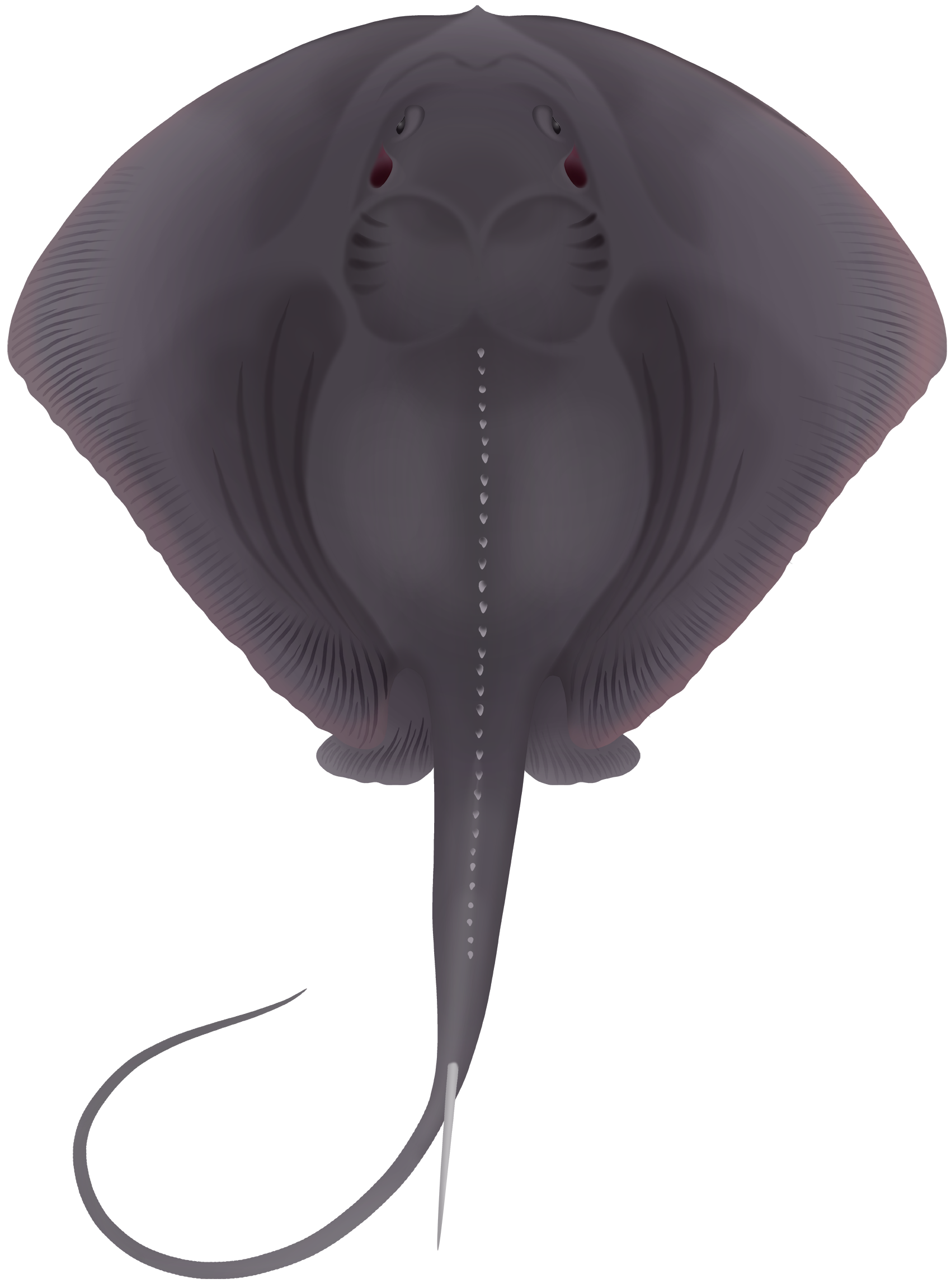 Real Monstrosities: Pelagic Stingray