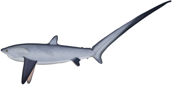 Pelagic Thresher Shark - Marinewise