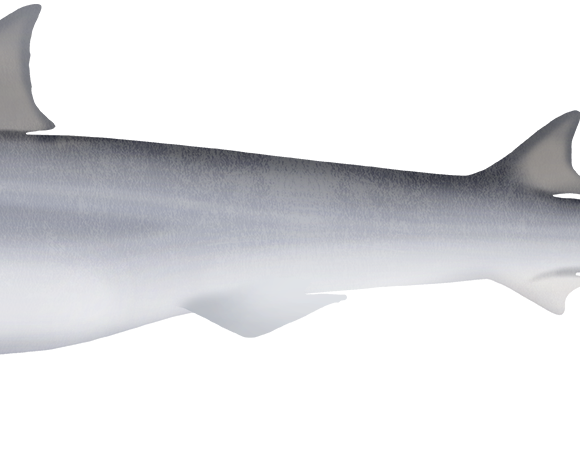 Pencil Shark - Marinewise