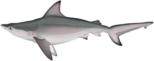 Pigeye Shark - Marinewise