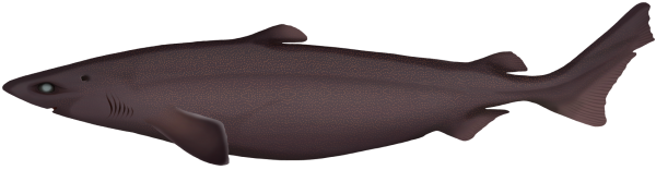 Portuguese Dogfish - Marinewise