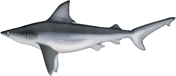 Sandbar Shark - Marinewise