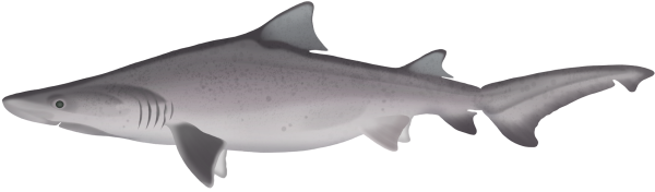 Sandtiger Shark - Marinewise