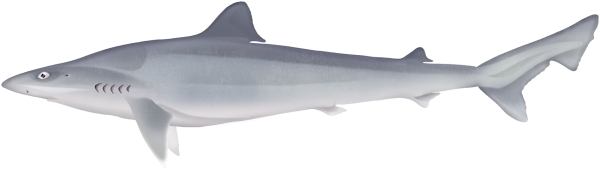 School Shark - Marinewise