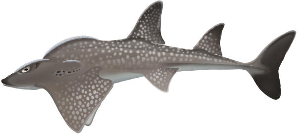 Shark Ray - Marinewise