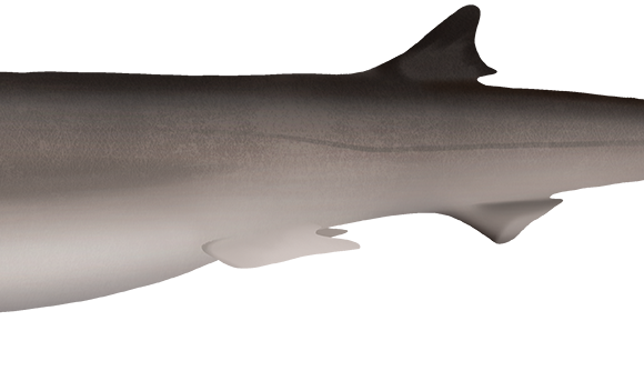 Sharpnose Sevengill Shark - Marinewise