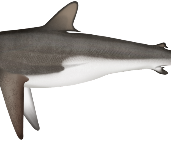 Silky Shark - Marinewise