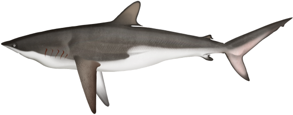 Silky Shark - Marinewise