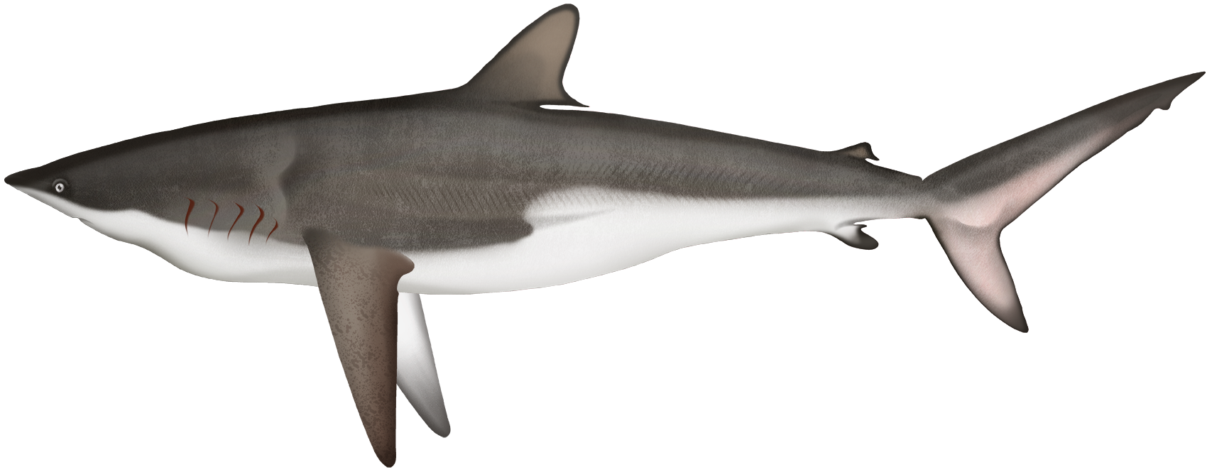 Silky Shark - Carcharhinus falciformis | Marinewise