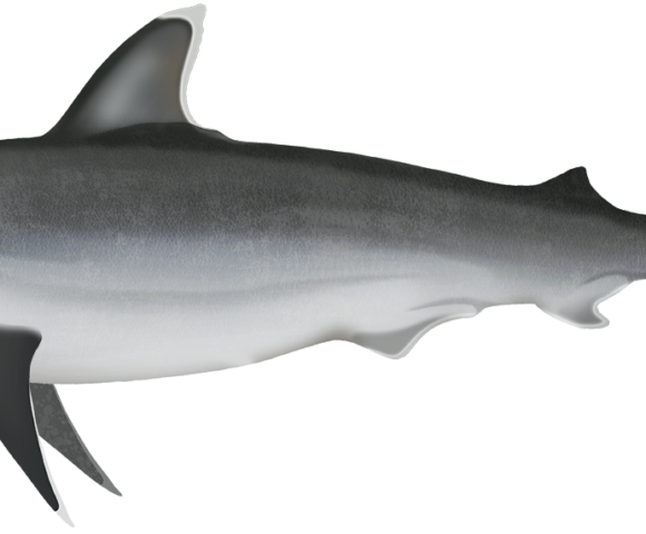 Silvertip Shark - Marinewise