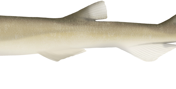 Slender Sawtail Shark - Marinewise