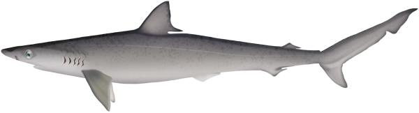 Sliteye Shark - Marinewise