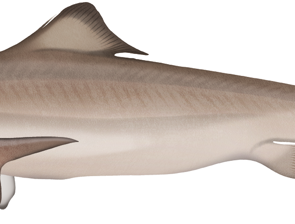 Southern Dogfish - Marinewise