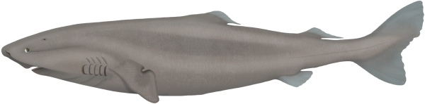 Southern Sleeper Shark - Marinewise