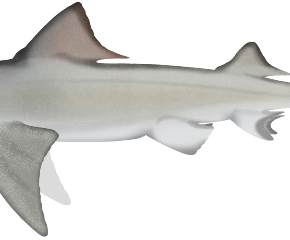 Speartooth Shark - Marinewise