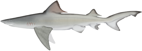 Speartooth Shark - Marinewise
