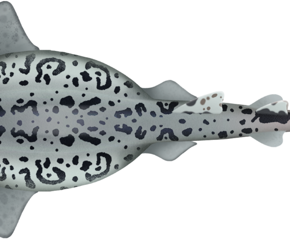 Speckled Swellshark - Marinewise