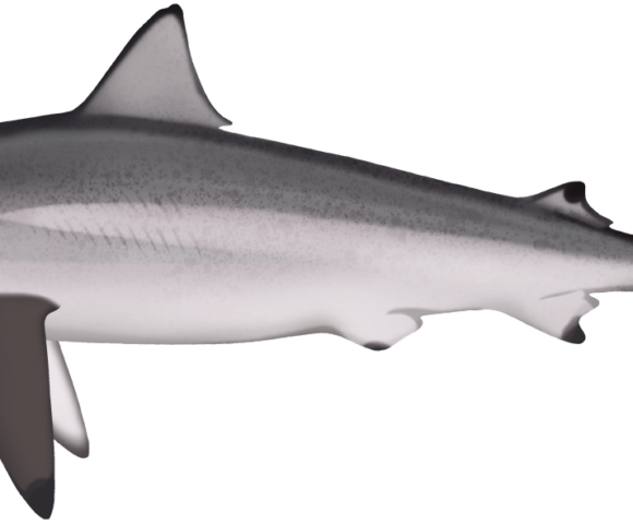 Spinner Shark - Marinewise