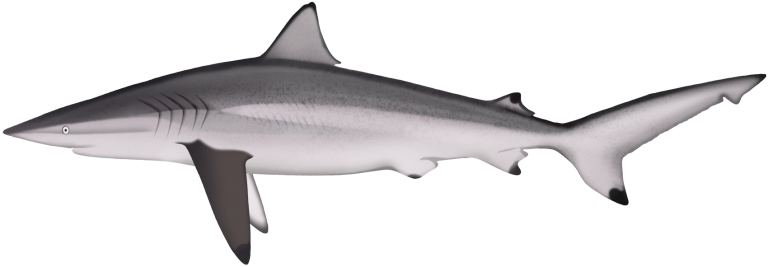 Spinner Shark - Carcharhinus brevipinna | Marinewise