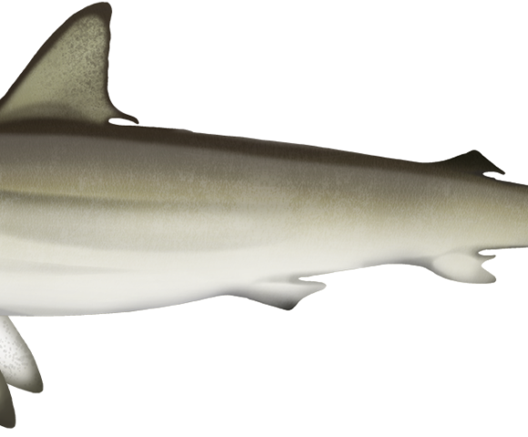 Spot Tail Shark - Marinewise