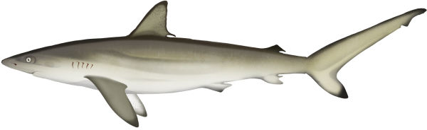 Spot Tail Shark - Marinewise