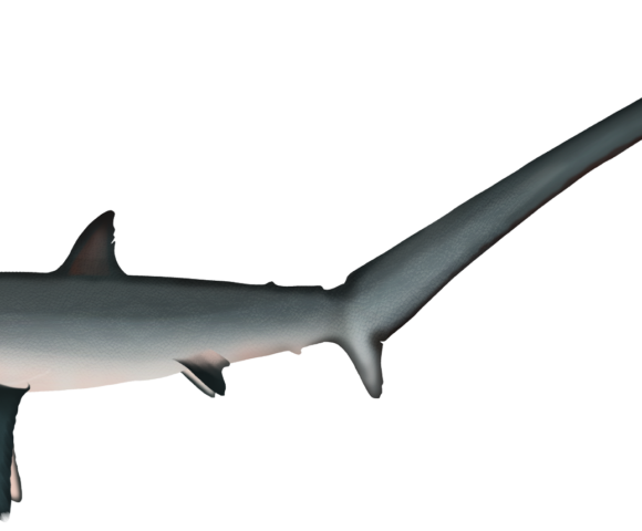 Thresher Shark - Marinewise
