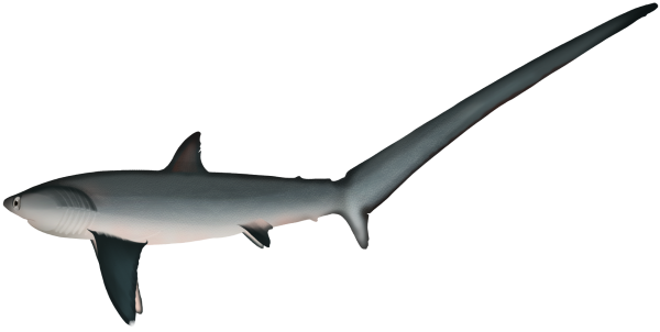 Thresher Shark - Marinewise