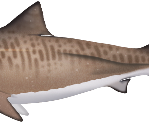 Tiger Shark - Marinewise