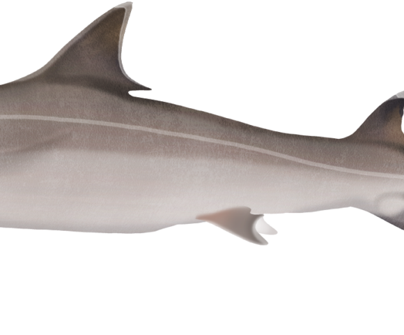 Weasel Shark - Marinewise