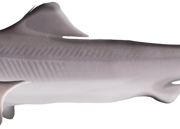 Western Gulper Shark - Marinewise