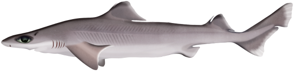 Western Gulper Shark - Marinewise