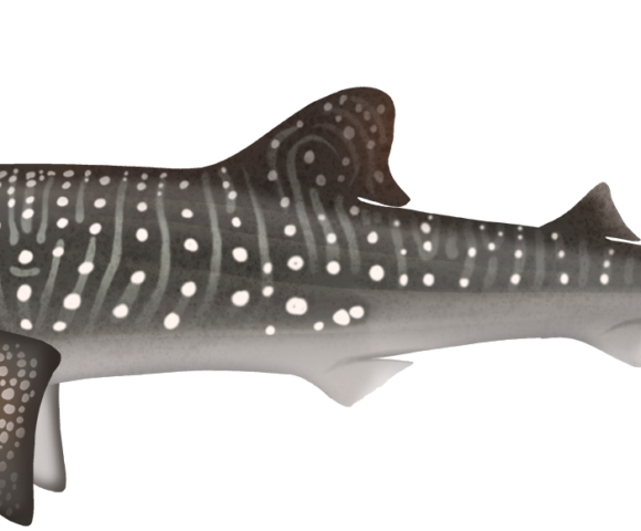Whale Shark - Marinewise