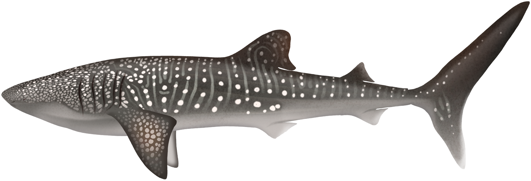 Whale Shark Rhincodon typus Marinewise