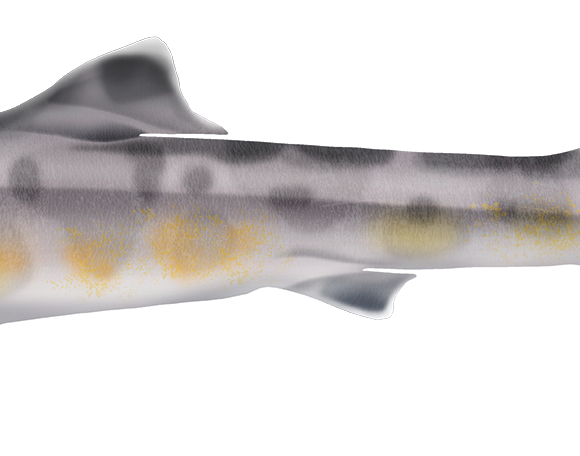 Whiskery Shark - Marinewise