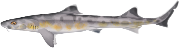 Whiskery Shark - Marinewise