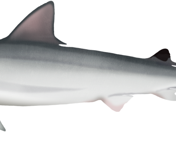Whitecheeck Shark - Marinewise