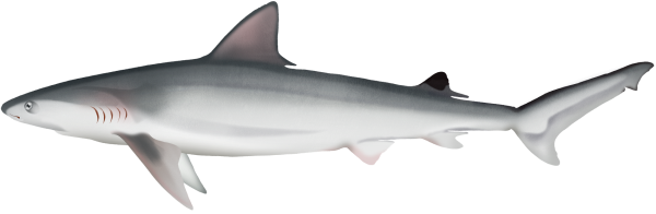 Whitecheeck Shark - Marinewise