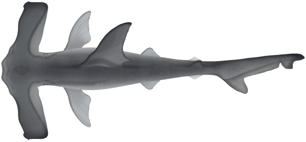 Winghead Shark - Marinewise