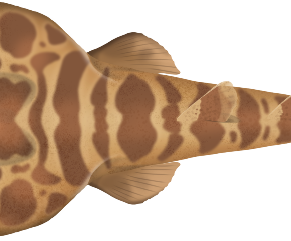 Banded Numbfish - Marinewise