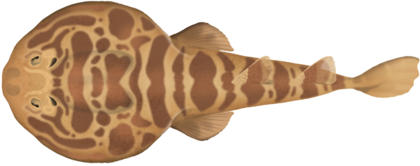 Banded Numbfish - Marinewise