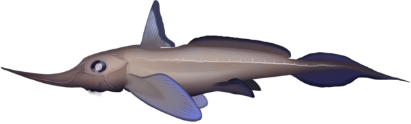 Bigspine Spookfish - Marinewise