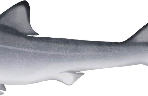 Eastern Spotted Gummy Shark - Marinewise