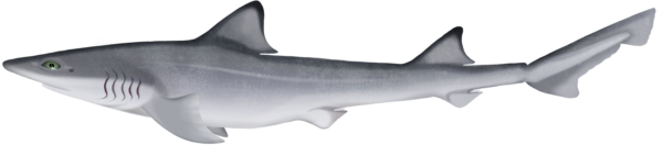 Eastern Spotted Gummy Shark - Marinewise