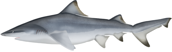 Northern River Shark - Marinewise
