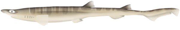 Northern Sawtail Shark - Marinewise