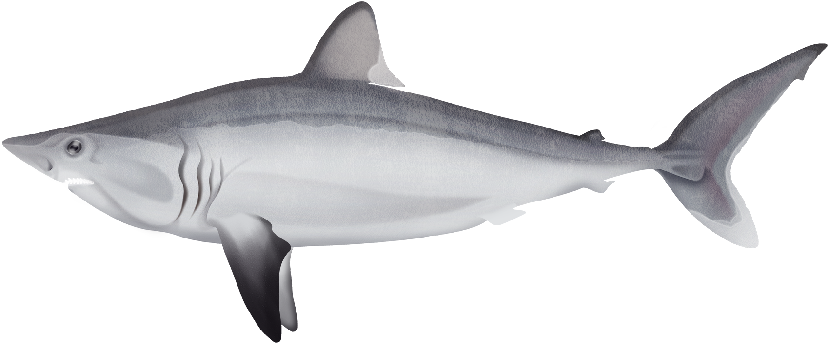 Porbeagle Shark - Lamna nasus | Marinewise