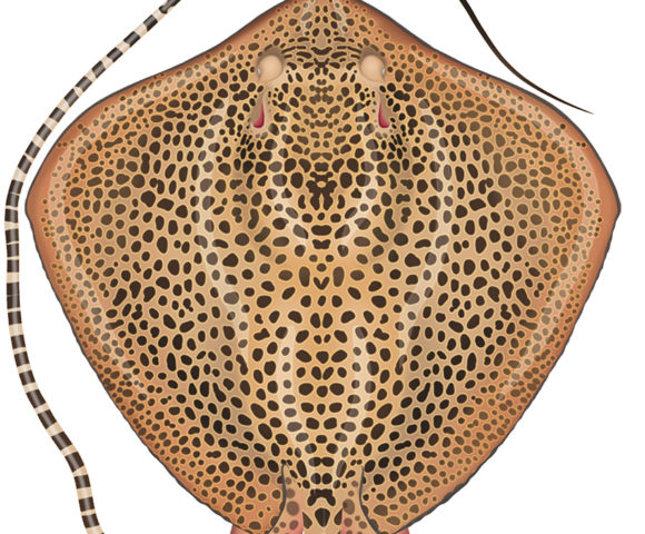 Reticulate Whipray - Marinewise