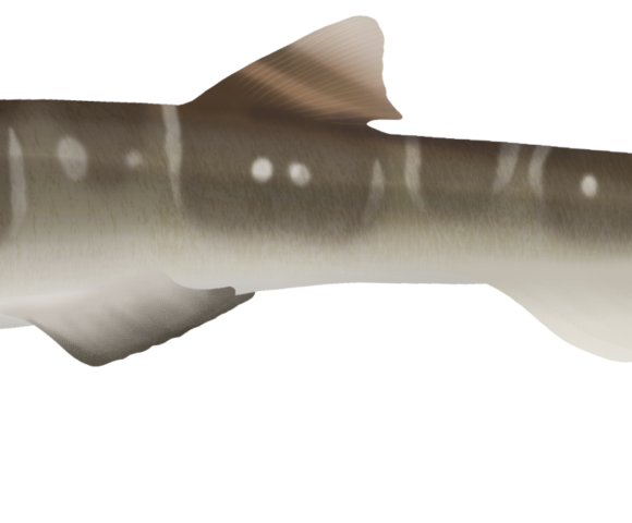 Sawtail Shark - Marinewise