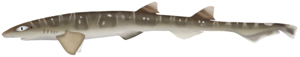 Sawtail Shark - Marinewise